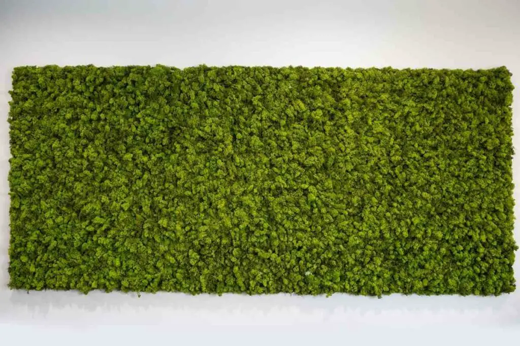 Types of moss walls alive and artificial