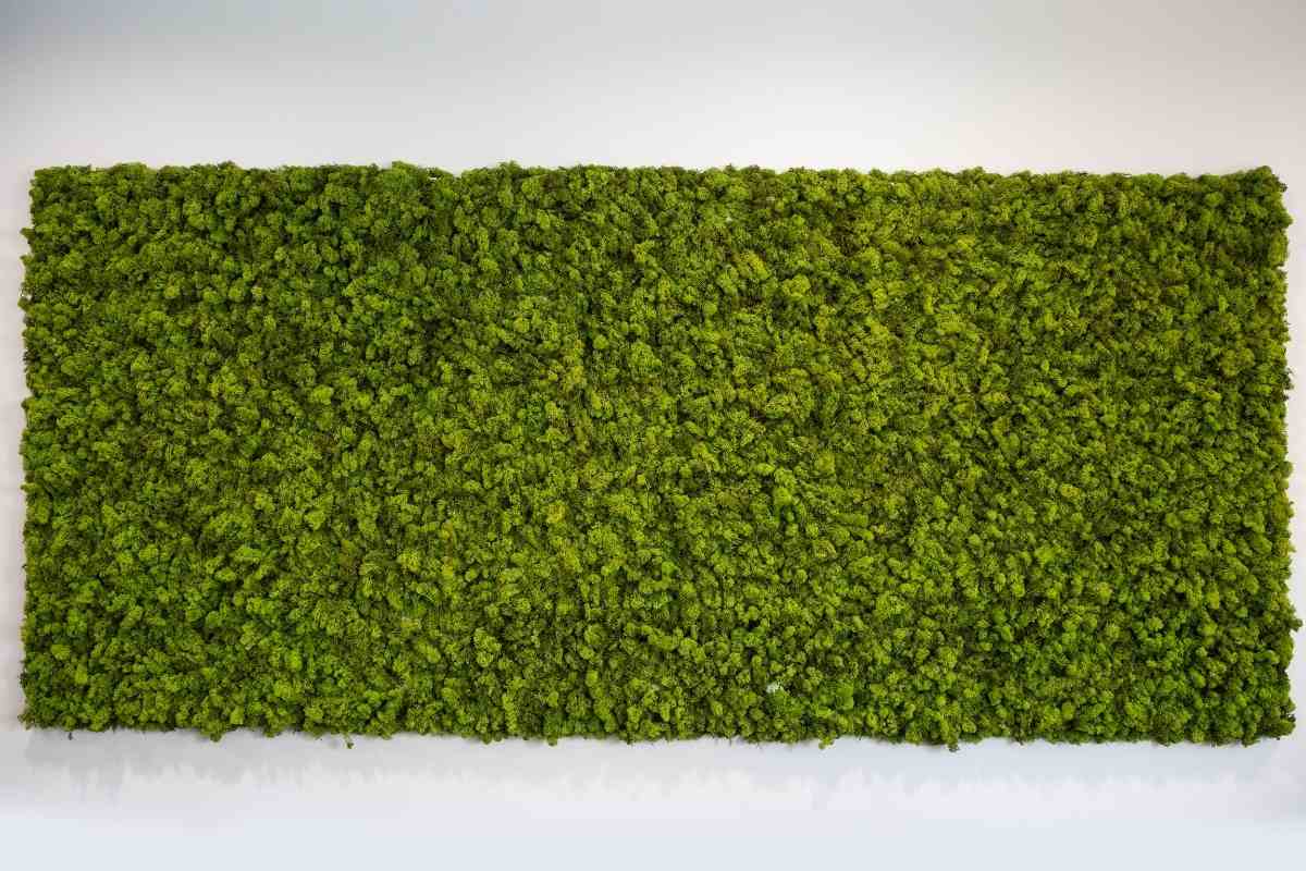 How To Make A Living Moss Wall For Your Home Gardenia Organic