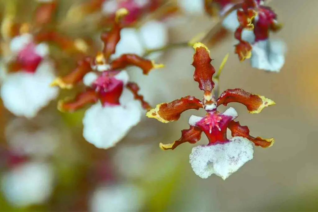 Special Ballerina Orchid
