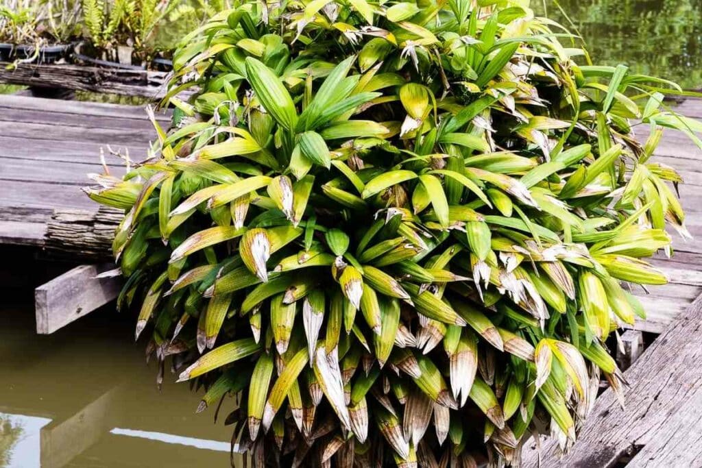 Bamboo Lady palm plant