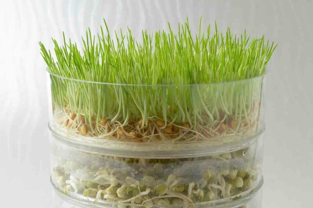 Tips for sprouting beans