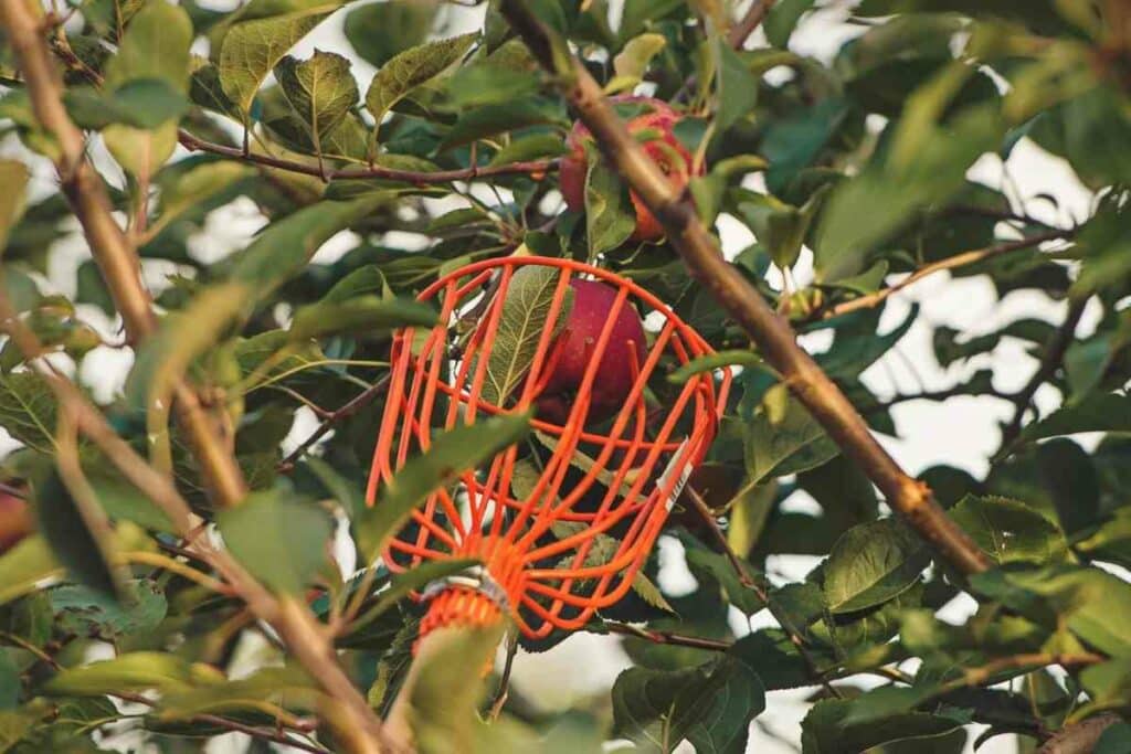 Best apple picking tools buying guide