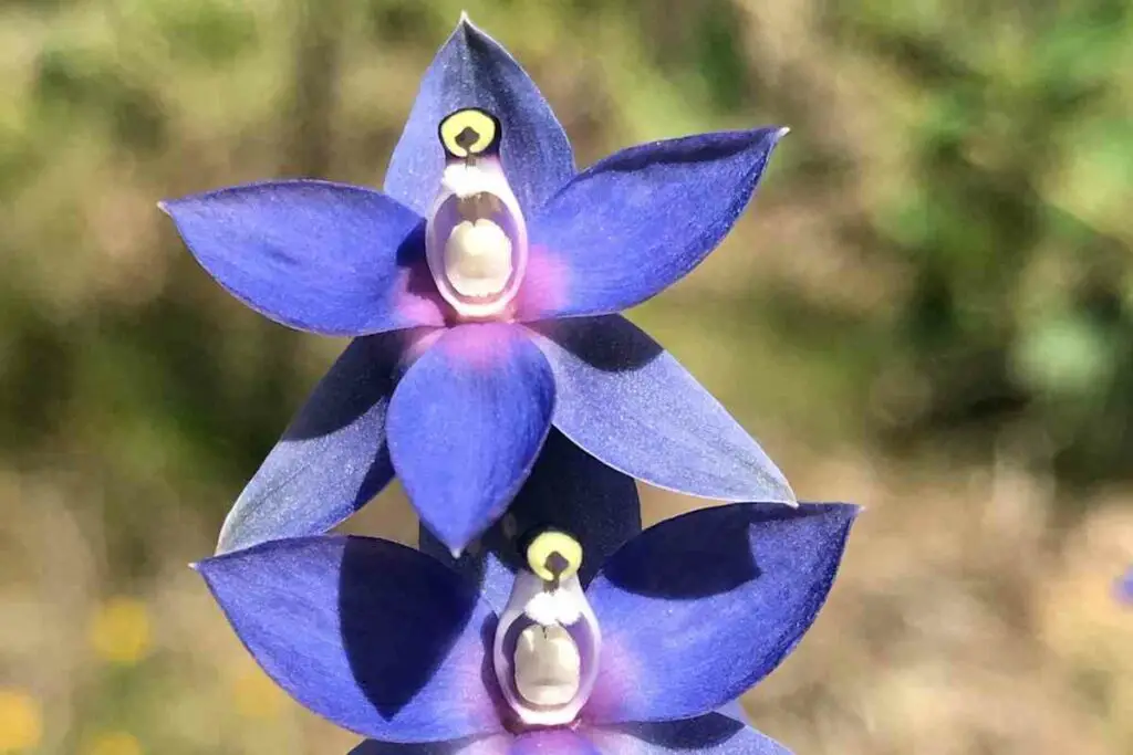 Blue Lady Orchid (Thelymitra crinite)