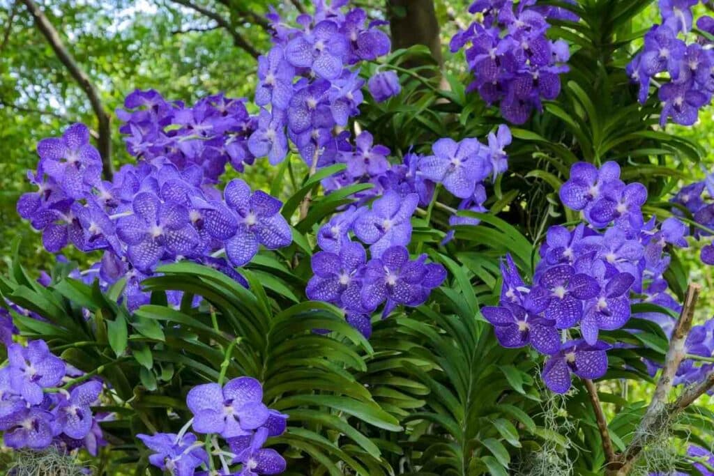 Blue Vanda (Vanda coerulea) 