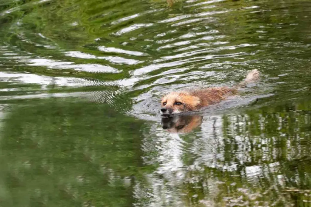 Fox swimming in a pond