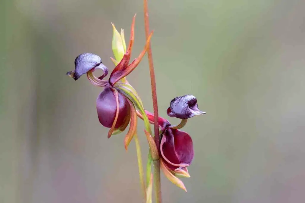 Buying a flying duck Orchid tips