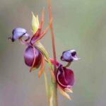 Buying a flying duck Orchid tips