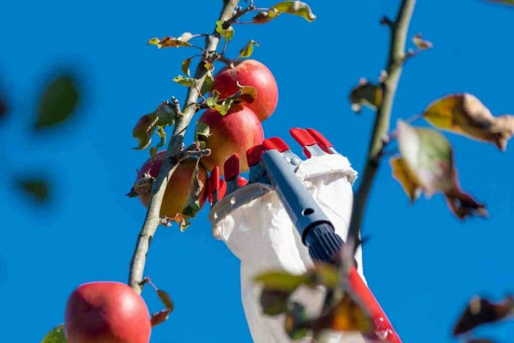 Choosing apple picking tools on the market