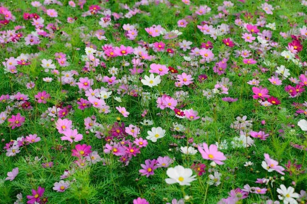 Cosmos Cosmos Bipinnatus plant flowers