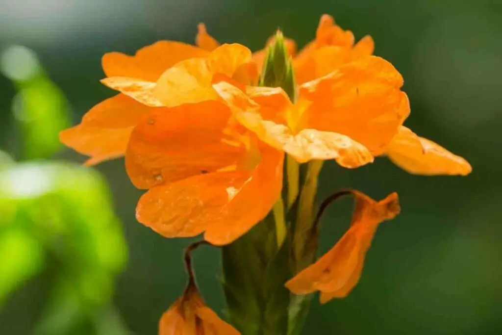 Crossandra Infundibuliformis flowers