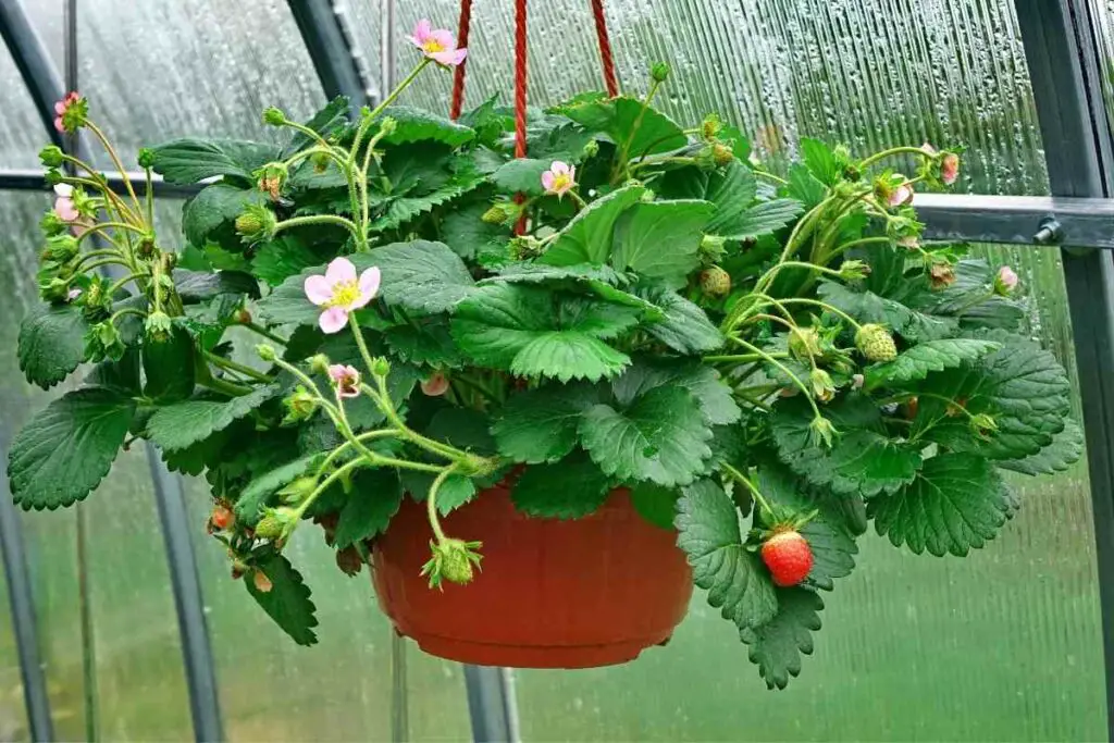 DIY hanging baskets perfect for strawberries