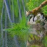 Fox sometimes take fish from backyard pond