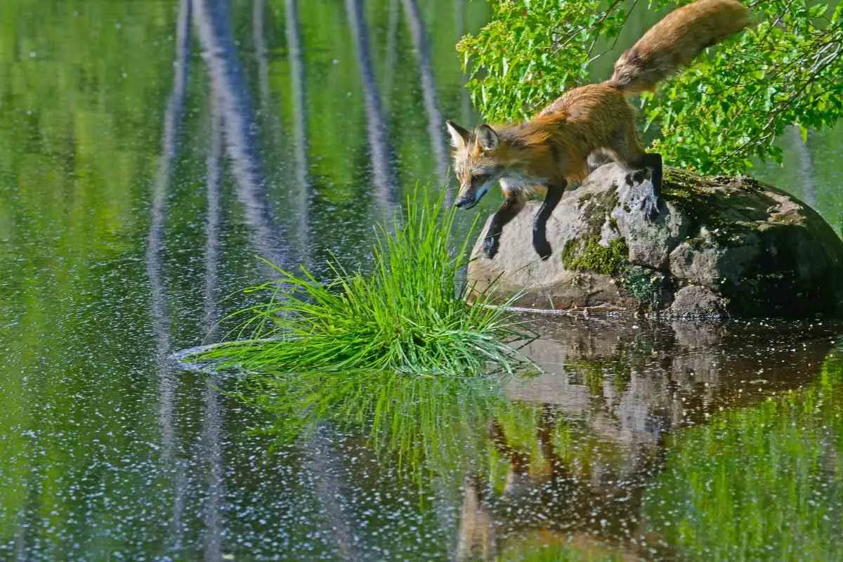 Fox sometimes take fish from backyard pond