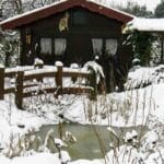 Do Pond Plants Die in Winter?