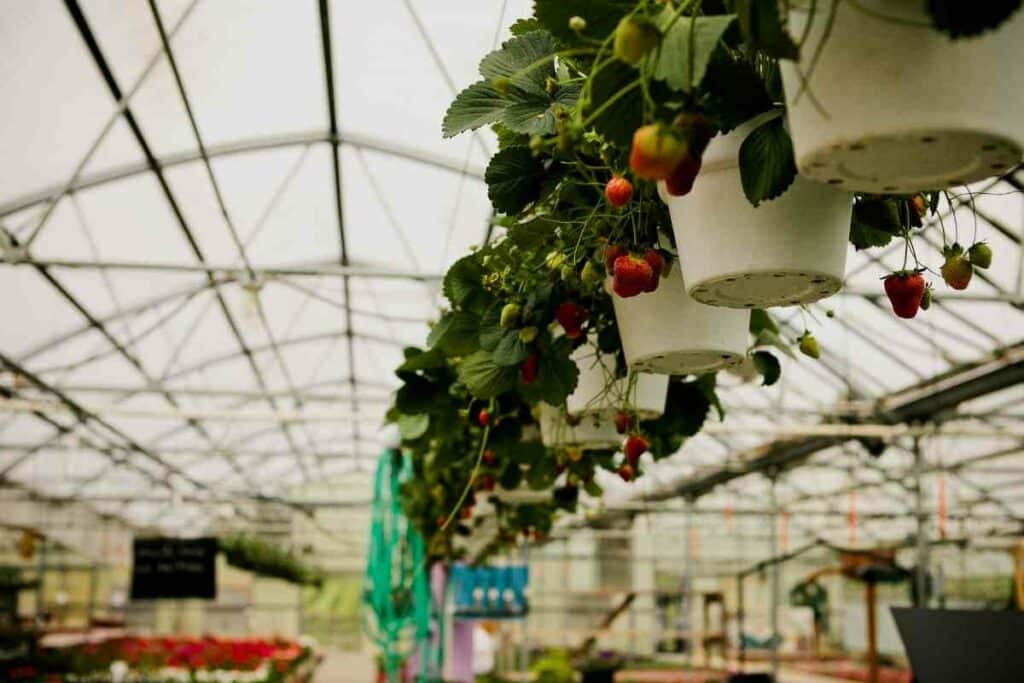 Strawberries growing well in hanging baskets