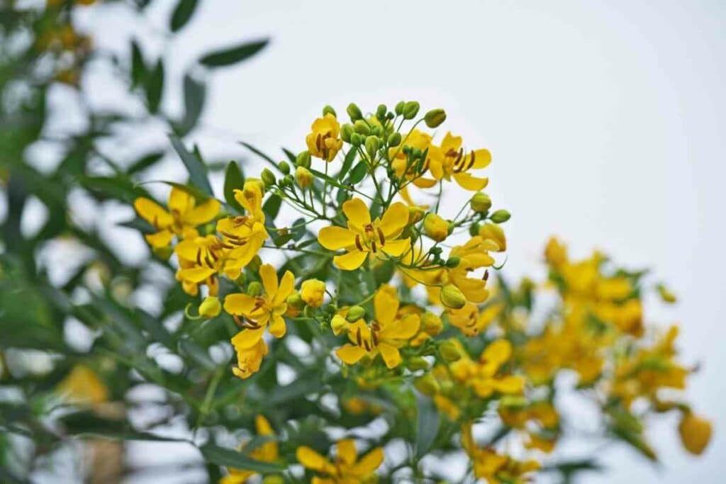 Cassia Nemophila