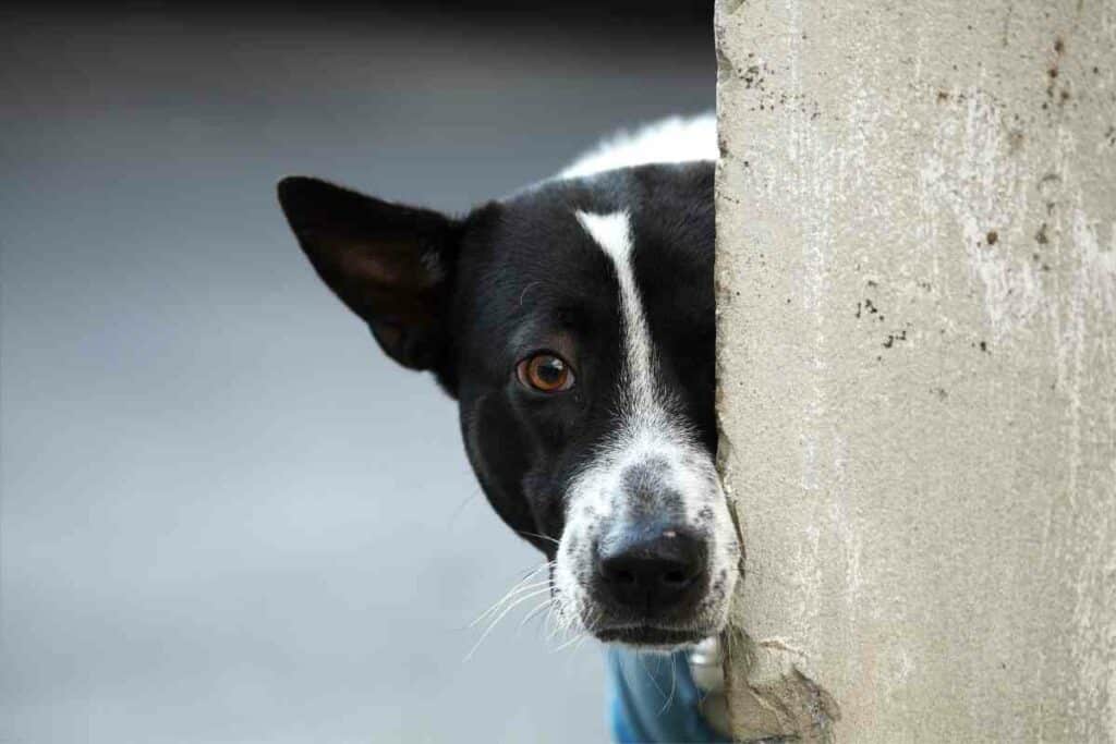 Fence or wall dog fence