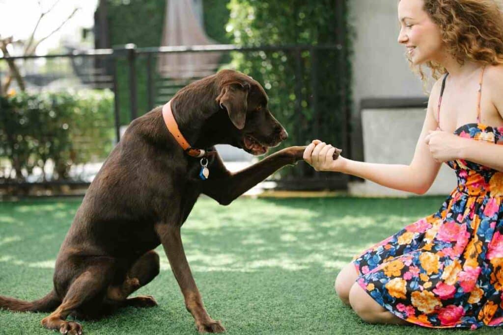 Patio dog fence garden