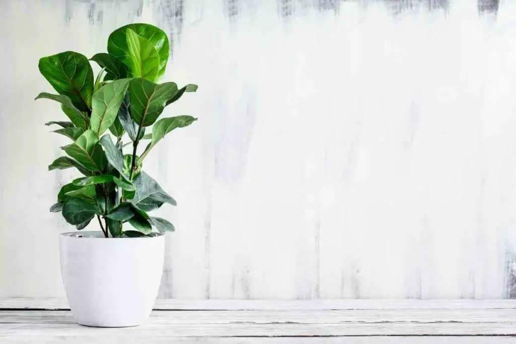 Fiddle leaf fig plant in a pot