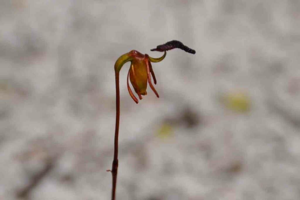 Beautiful Flying duck Orchid