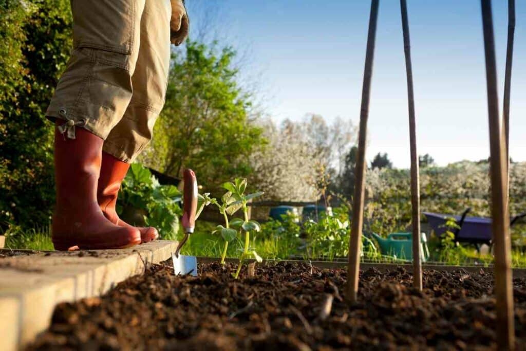 Genetics plants explained