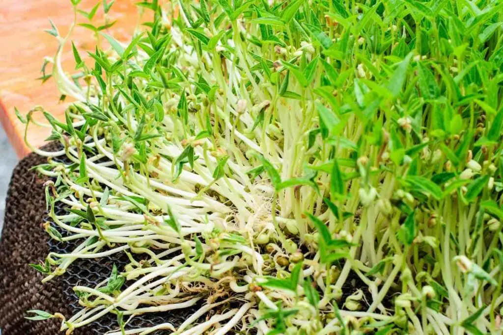 Green bean sprouts health benefits