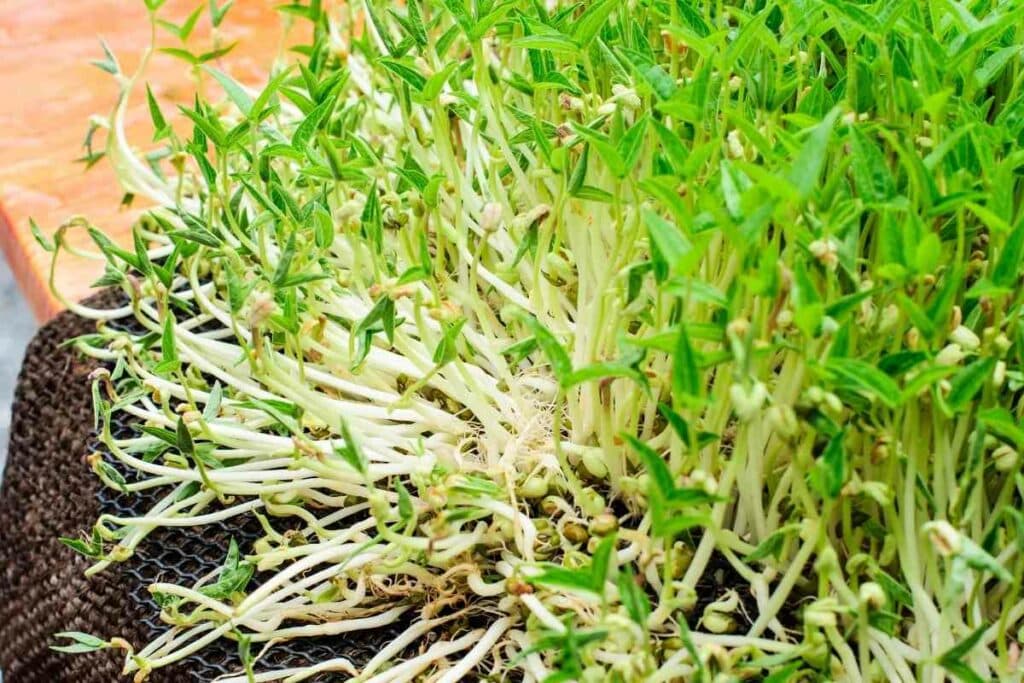 Green bean sprouts health benefits