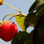 hanging baskets for strawberries guide
