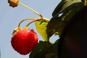 hanging baskets for strawberries guide