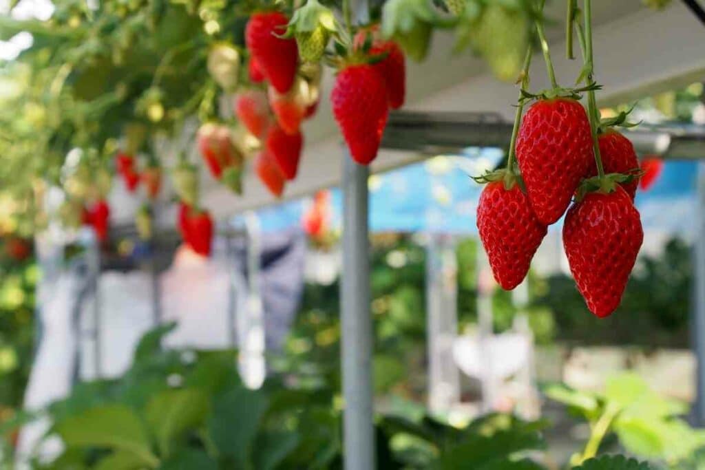 Big hanging basket for strawberries