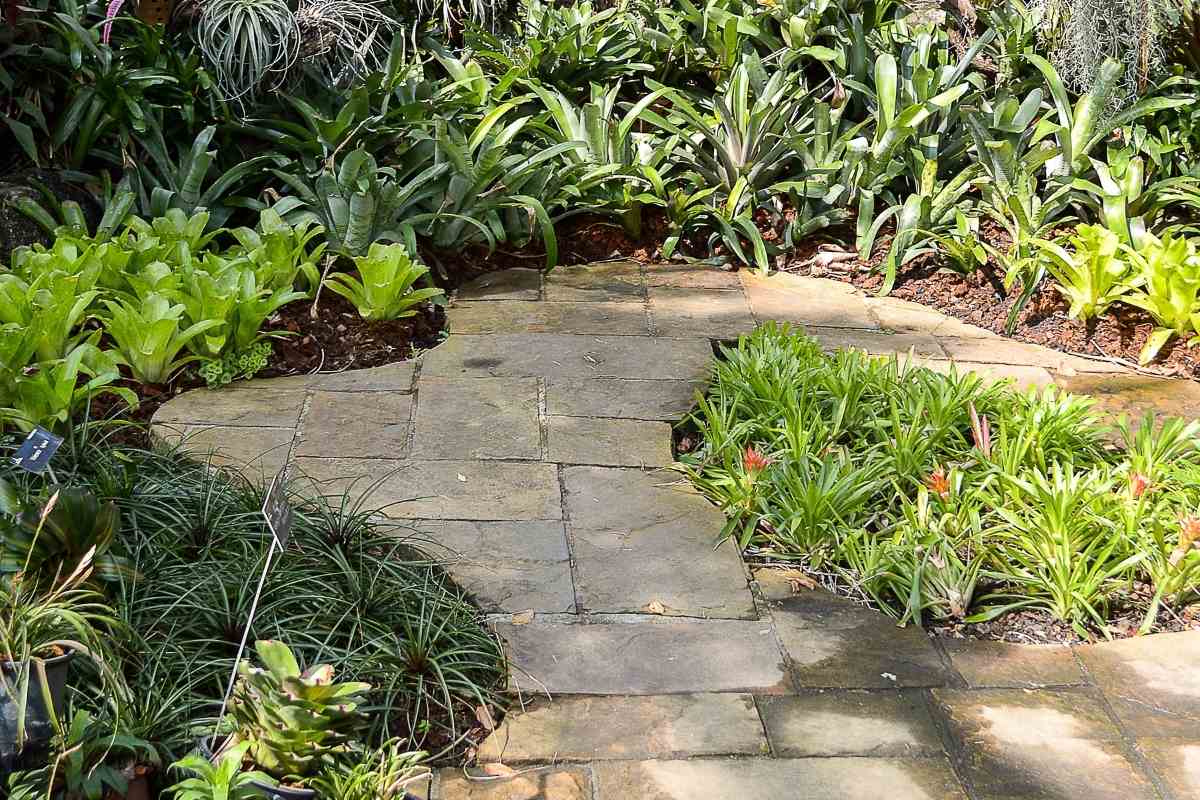 Do Plants Die of Old Age? Everything You Need to Know Gardenia Organic