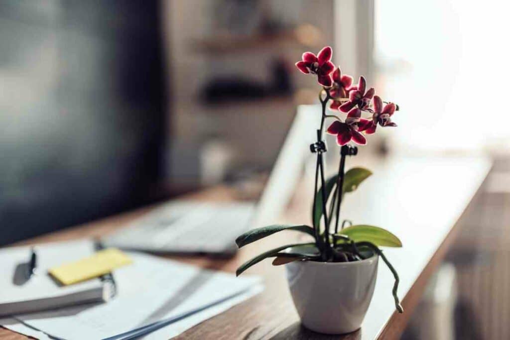 Indoor Orchids bloom