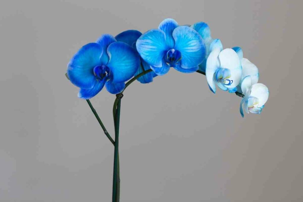 How to grow blue Orchids tips