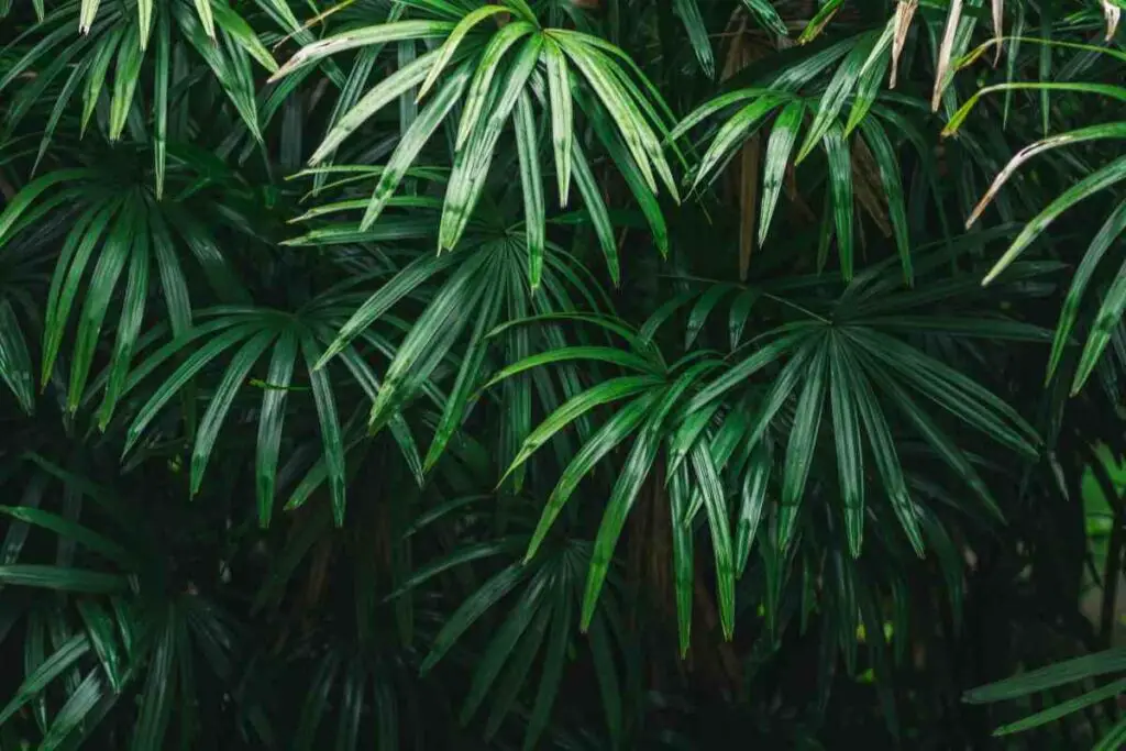 How to grow Lady palm explained