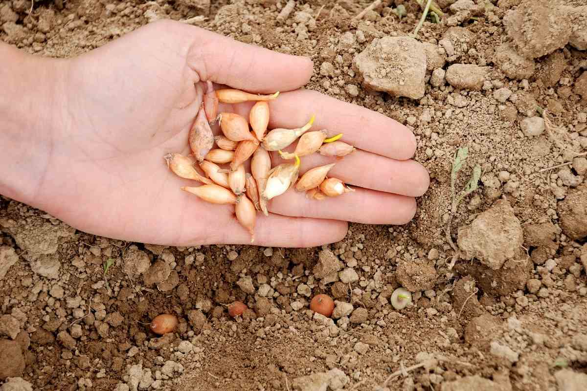 How Long Do Onions Take To Grow A Journey From Seed to Cutting Board