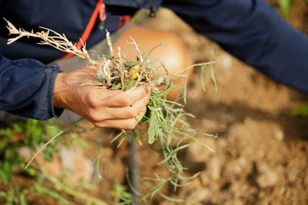 Lack of Nutrition weeds in sand