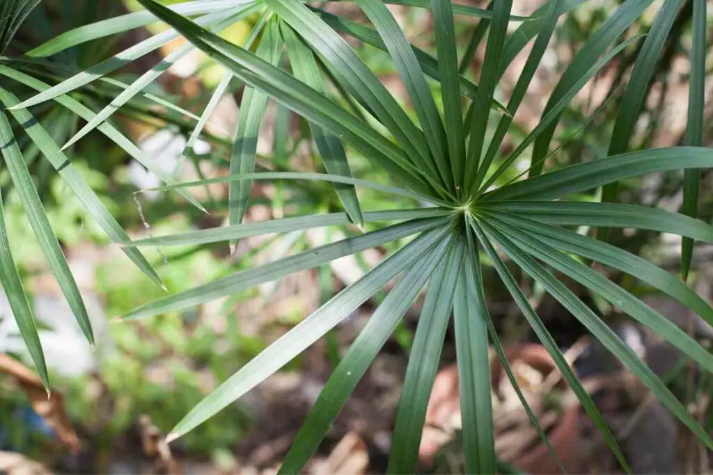 Lady palm easy to grow tips