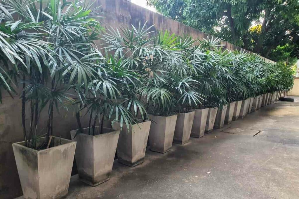 Rhapis excelsa growing guide