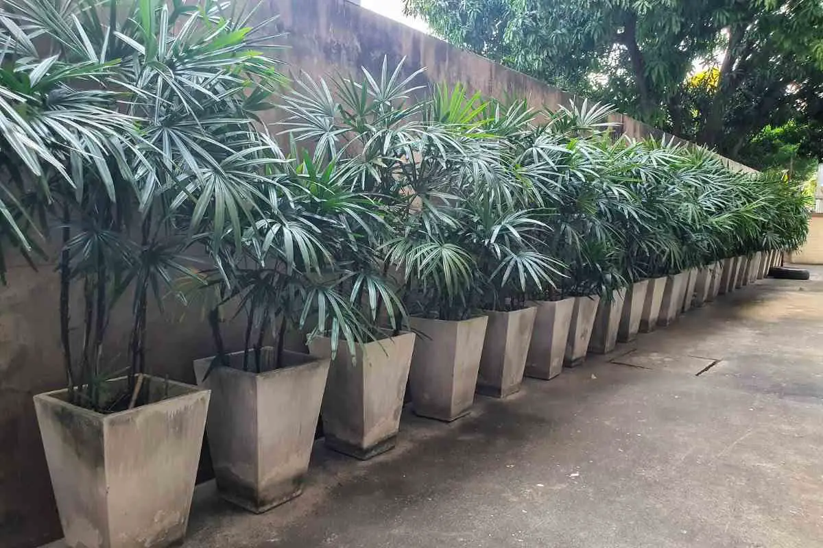Lady Palm- Beginners Growing Guide