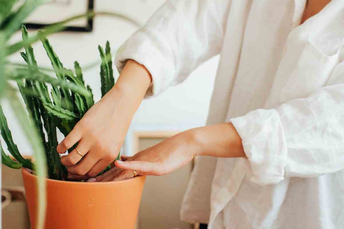 Do Plants Die of Old Age? Everything You Need to Know Gardenia Organic