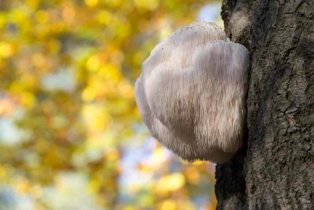 Lions Mane Mushrooms healthy