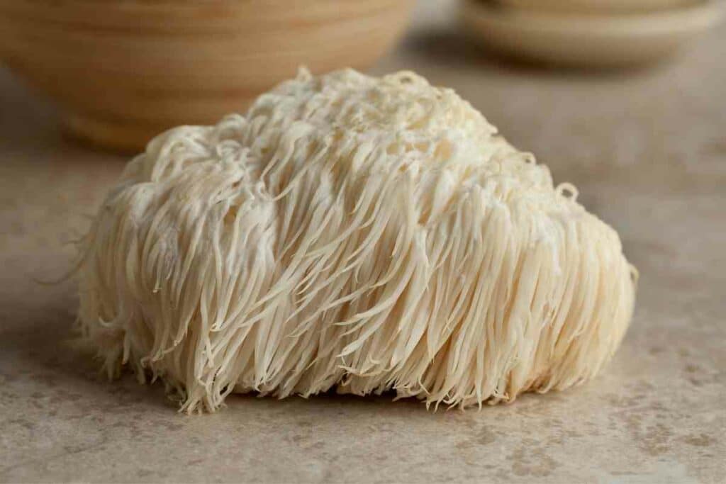 Lions Mane mushroom FAQs listed