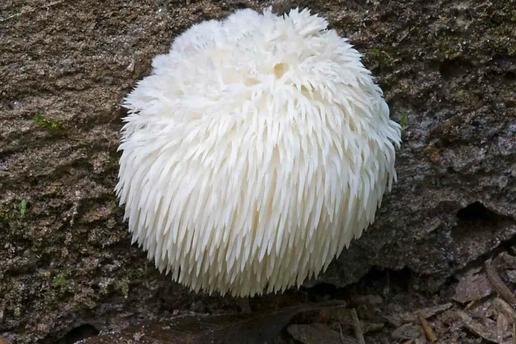 White Lions mane mushroom