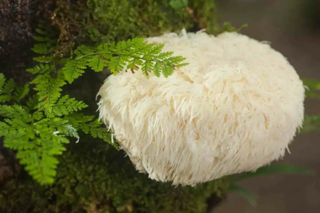 Lion's mane mushrooms carry a potent anti-inflammatory mix