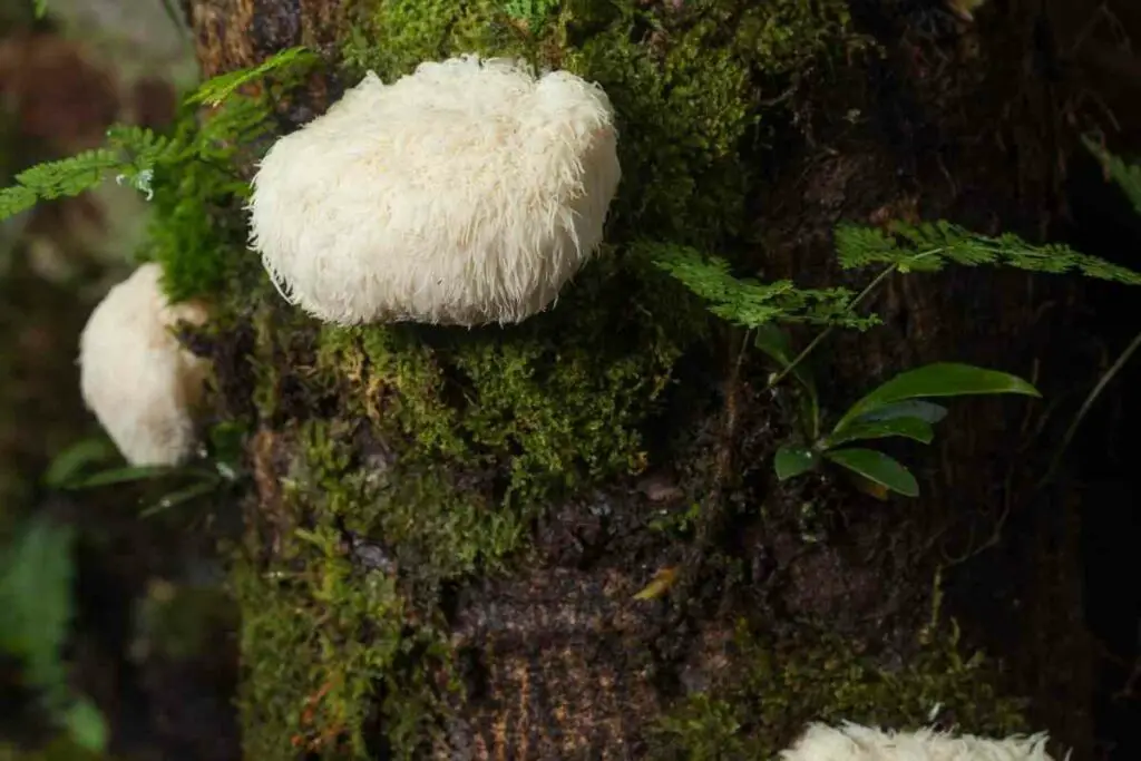 Side effects Of Lions Mane Mushrooms facts