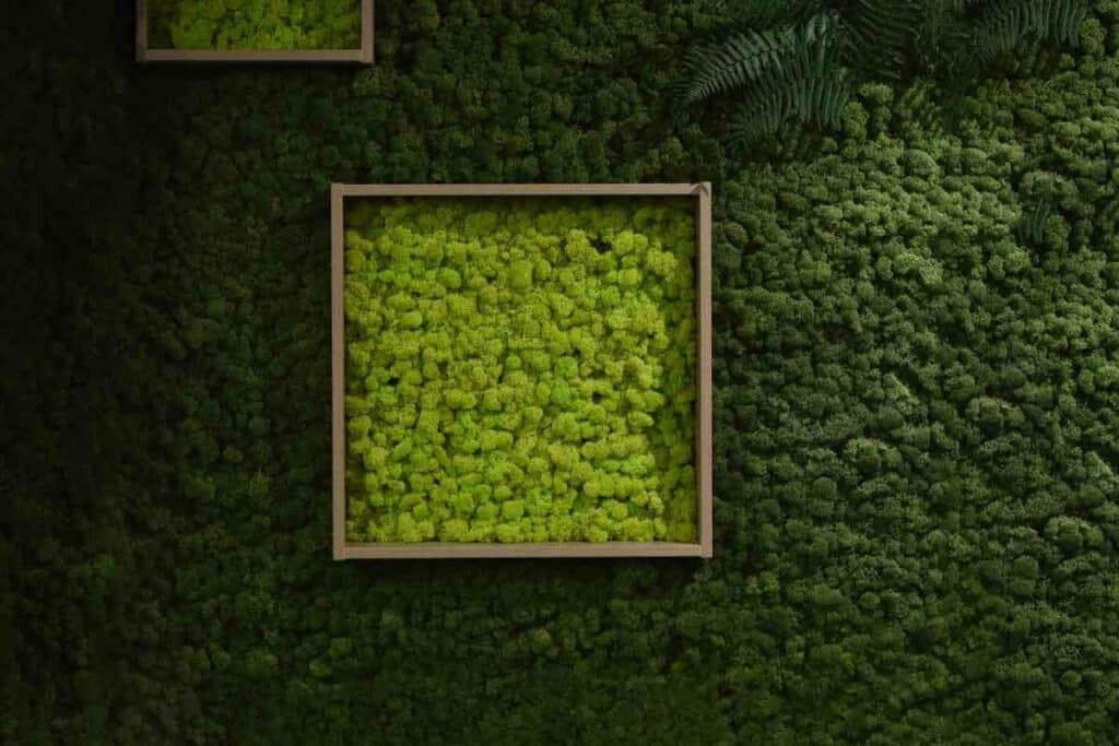 Living moss wall home guide