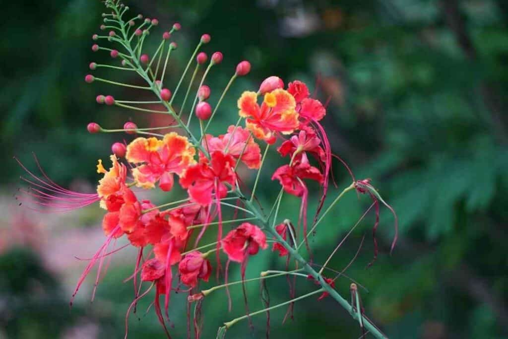 Mexican Bird of Paradise Caesalpinia Pulcherrima