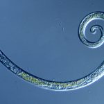 Nematodes Overview Guide