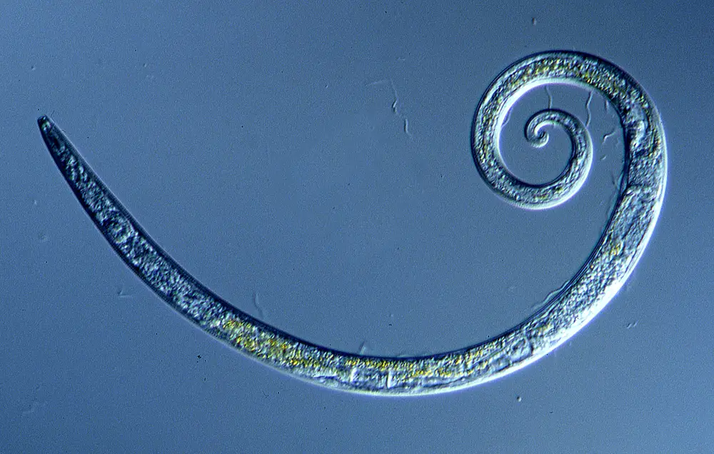 A microscopic closeup of a nematode in water.