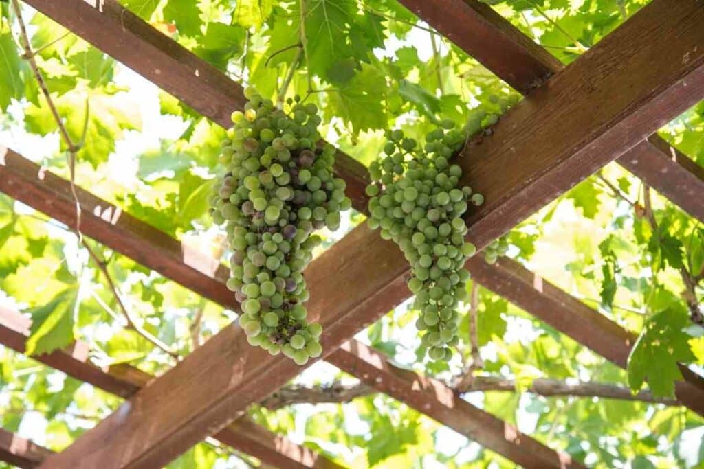 Pergola roof vines idea